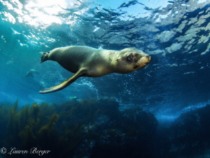 A very friendly and curious Sea Lion approaches me near t... by Lauren Berger 